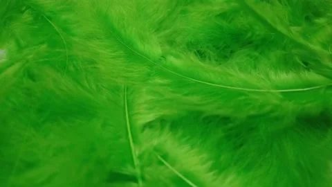 Green feathers closeup. Plumage texture, with wind motion. 스톡 동영상 233769102