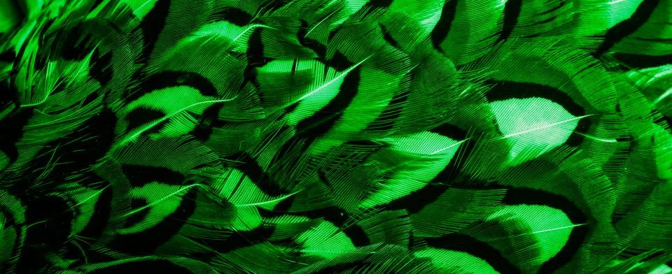 Green feathers with an interesting pattern . background 스톡 사진
