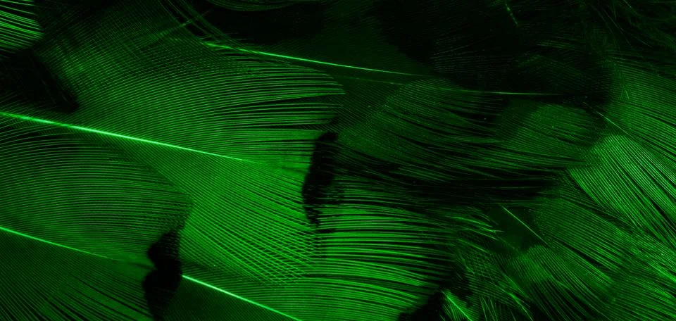 Green feathers with an interesting pattern . background Stock-Fotos