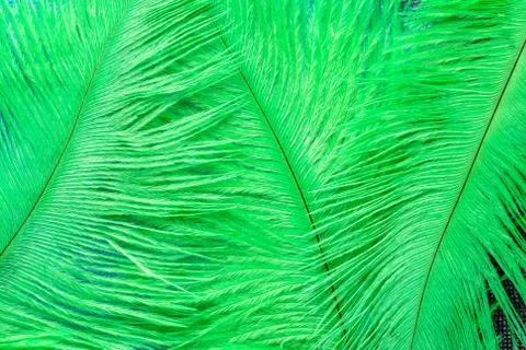 Green feathers Stock Photos