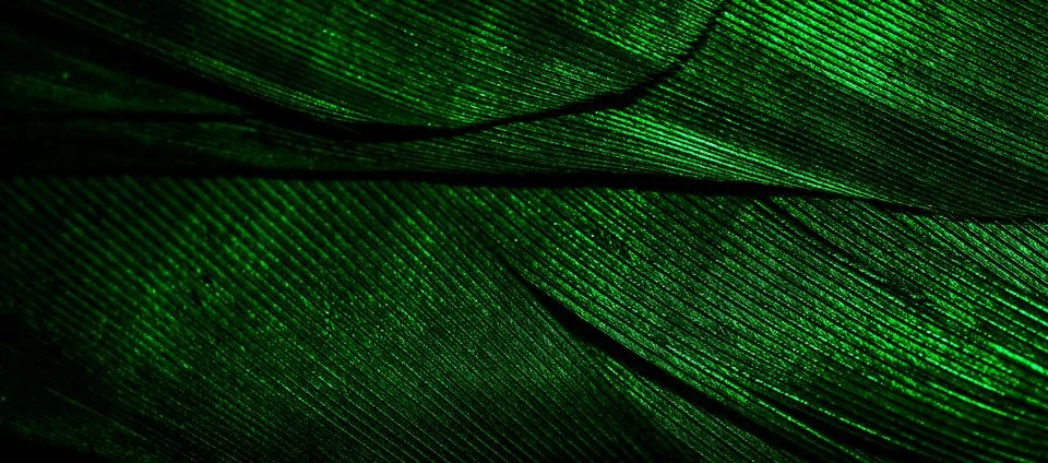 Green feathers with visible texture Stock Photos