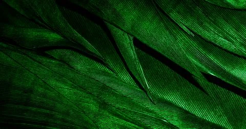 Green feathers with visible texture Stock Photos