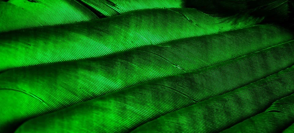 Green feathers with visible texture Stock Photos