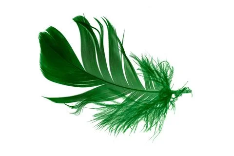 Green feathers on white isolated background 스톡 사진