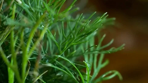 Green fennel on the table Stock Footage 91784749