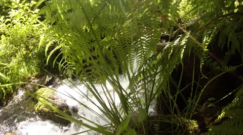 Green Fern on Background Spring Stream Stock Footage 66579069