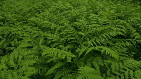 Green fern branches Stock Footage 76900695