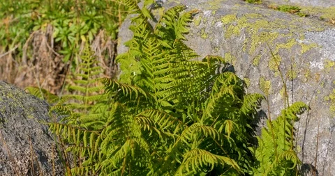 Green  fern close up Stock Footage 117622751