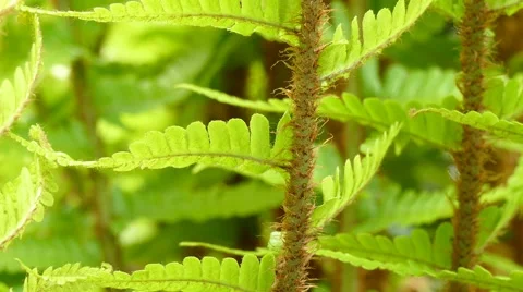 Green Fern Stock Footage 52548197