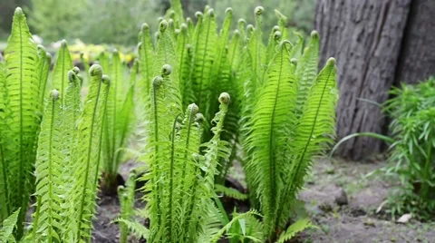 Green fern Stock Footage 55530245