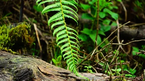 A green Fern Stock Footage 120640154