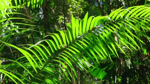 Green Fern Stock Footage 163941450