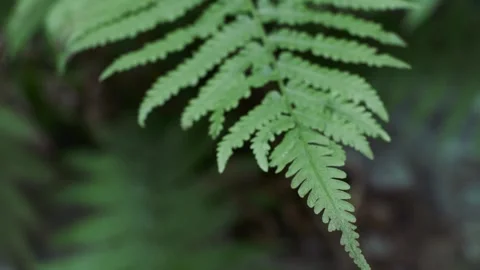 Green fern 動画素材 250173589