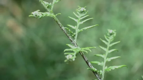 Green fern 動画素材 250173672