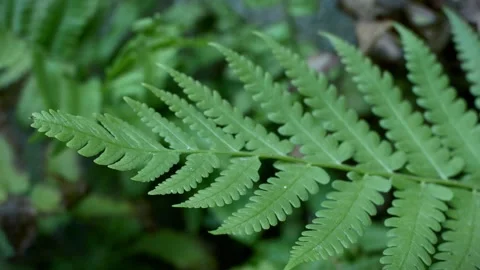 Green fern 動画素材 250173699