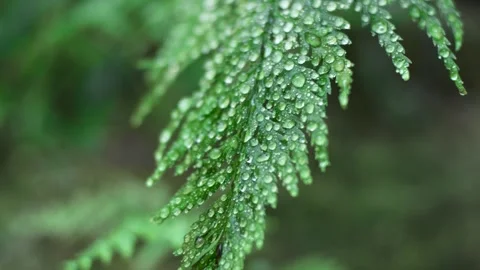 Green fern Stock Footage 250319704