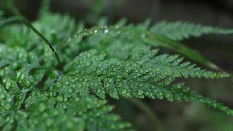 Green fern Stock Footage 250319934