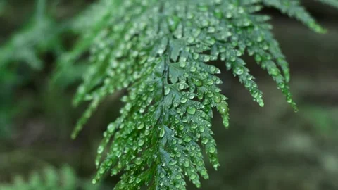 Green fern 動画素材 250320473