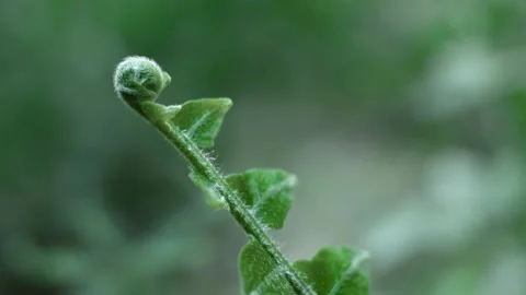 Green fern 動画素材 250320509