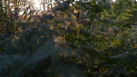 Green fern in the forest at sunset Stock Footage