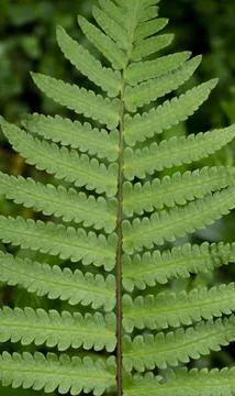 Green Fern Frond Leaf Pattern Nature Close Up Stock Photos
