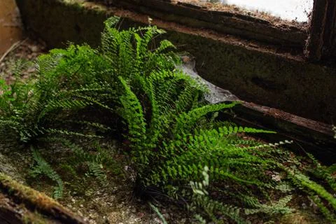 Green fern grow in abandoned building in decay room Stock Photos