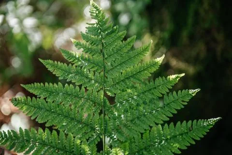 Green Fern Leaf in Forest Light Stock Photos