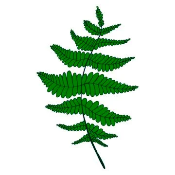 Green fern leaf. Isolated pattern. Stock Illustration