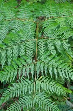 Green fern leaf pattern, texture. Tropical nature background Stock Photos