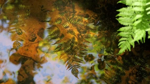 Green fern leaf reflection in a clear forest pond Stock-Footage 337730319