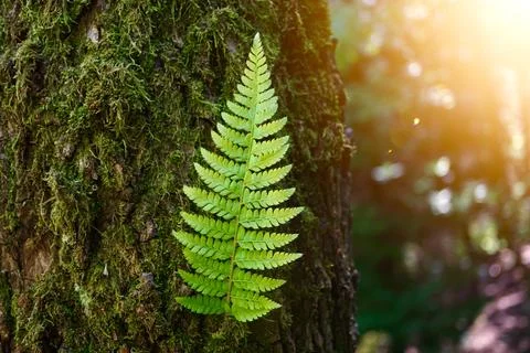 Green fern leaf in springtime Stock Photos