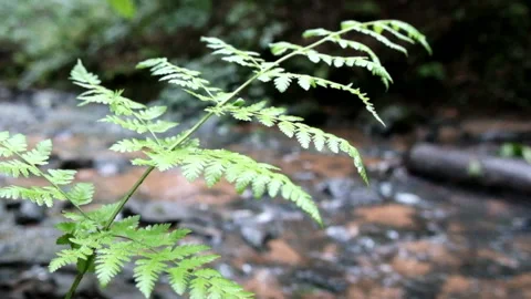 Green Fern leaf by a stream Stock Footage 140285841