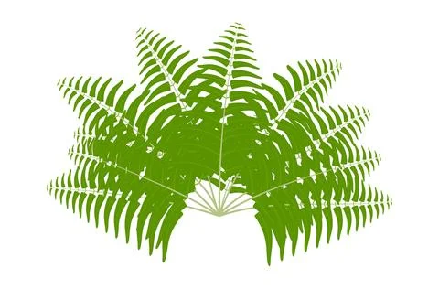 A green fern leaf on a white background, palm tree leaves Stock Illustration