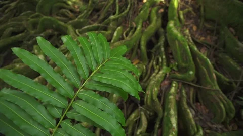 Green fern leaf in the wind Stock Footage 149076992