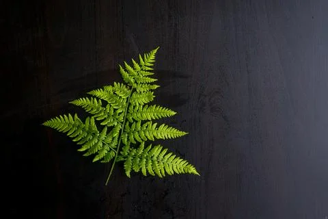 Green fern leaves on grey background with copy space Stock Photos
