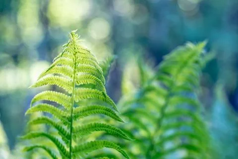 Green fern leaves in the morning forest. Stock Photos