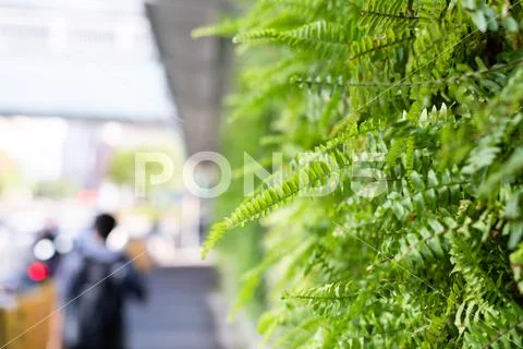 Green fern with leaves on the wall Stock Photos