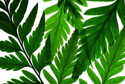 Green fern pattern on white background Stock Photos