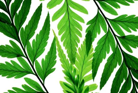 Green fern pattern on white background Stock Photos