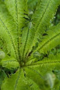 Green Fern Stock Photos