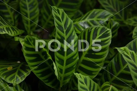 Green Fern Stock Photos