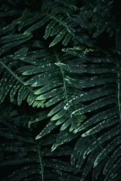 The green fern plant leaf Stock Photos