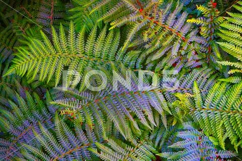 Green fern plant texture Stock Photos