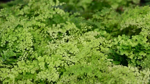 Green fern in the wind Stock-Footage 22798889