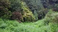 Green ferns blooming bushes rainforest mountain woodland deep backwards flyover 4k or 4k+ Resolution