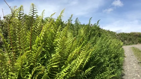 Green ferns blowing in a gentle breeze Stock Footage