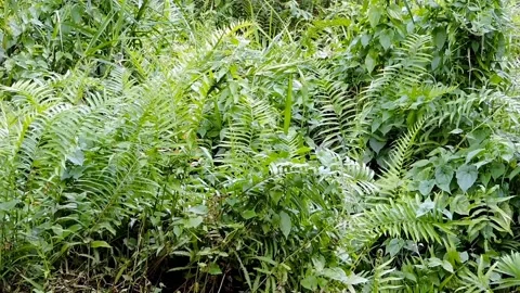 Green ferns Stock Footage 315541069