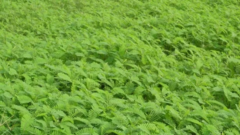 Green Ferns 스톡 동영상 340639979