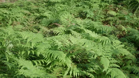 Green Ferns in the Forest Stock Footage 320999350
