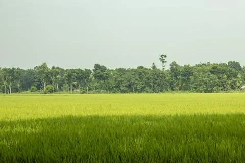The green, fertile fields stretch endlessly, covered in lush, green crops Foto stock